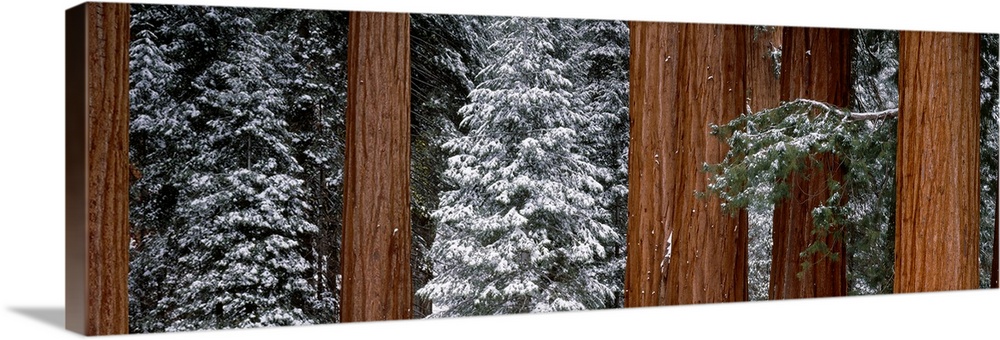 Panoramic photograph of snow covered trees in forest.  There are also tall bare tree barks scattered among the trees.