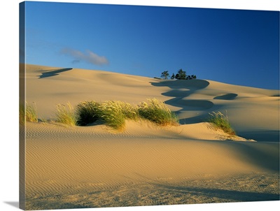 Shadows And Grasses On Sand Dunes