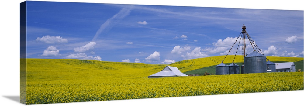 Shed in a mustard field, Colfax, Washington State