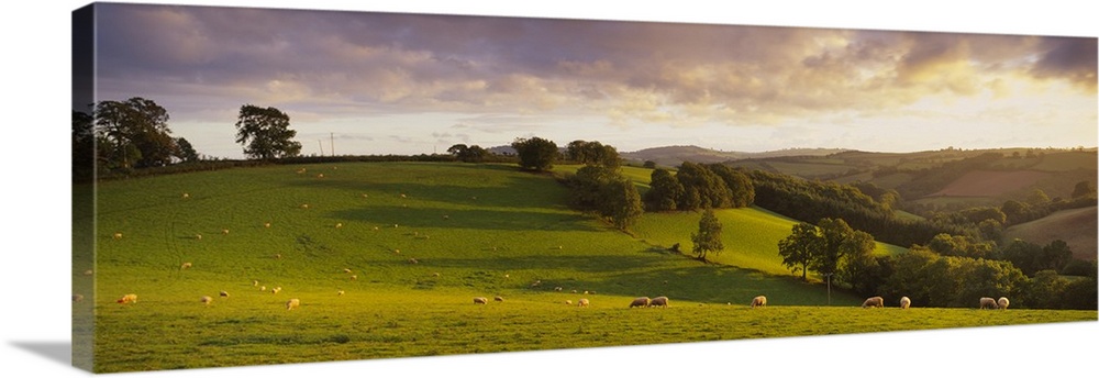 Sheep grazing in a field, Bickleigh, Mid Devon, Devon, England Wall Art ...