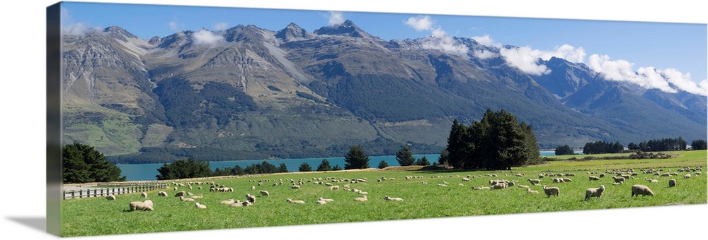 Sheep grazing in pasture near Blanket Bay Lodge, Lake Wakatipu, Otago Region, South Island, New Zealand