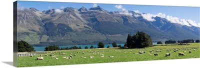 Sheep grazing in pasture near Blanket Bay Lodge, Lake Wakatipu, New Zealand