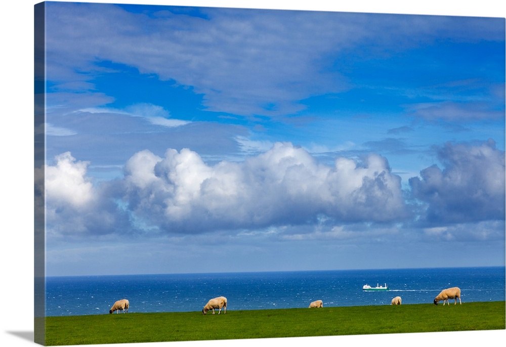 Sheep grazing on the north yorkshire and cleveland heritage coast, behind is the north sea with a passing ship. England.