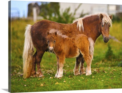 Shetland ponies standing on the grass