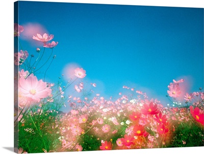Shiny pink flowers in bloom with blue sky