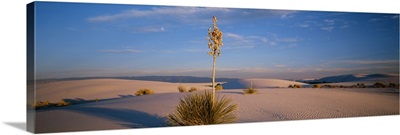 Shrubs in the desert, White Sands National Monument, New Mexico