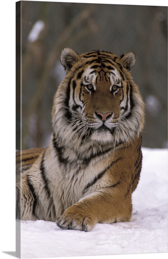 Siberian Tiger in the Snow