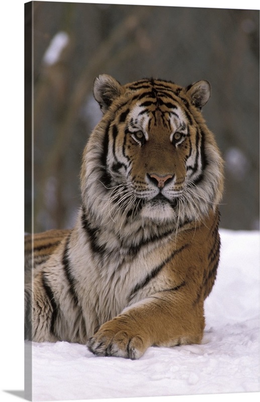 Siberian Tiger in the Snow | Great Big Canvas