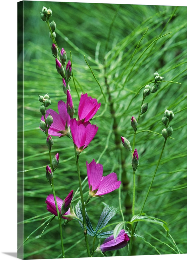 Sidalcea Flowers Blooming With Equisetum Grass