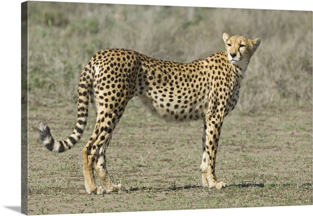 Side profile of a cheetah, Ngorongoro Conservation Area, Arusha Region, Tanzania (Acinonyx jubatus)