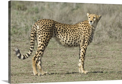 Side profile of a cheetah, Ngorongoro Conservation Area, Arusha Region, Tanzania (Acinonyx jubatus)