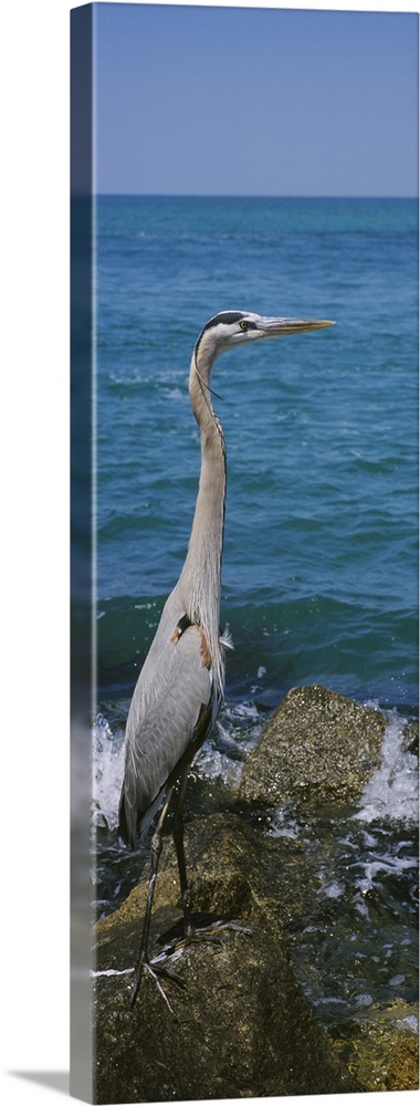 Side profile of a Great Blue heron (Ardea herodias) perching on a rock, Gulf of Mexico, Florida