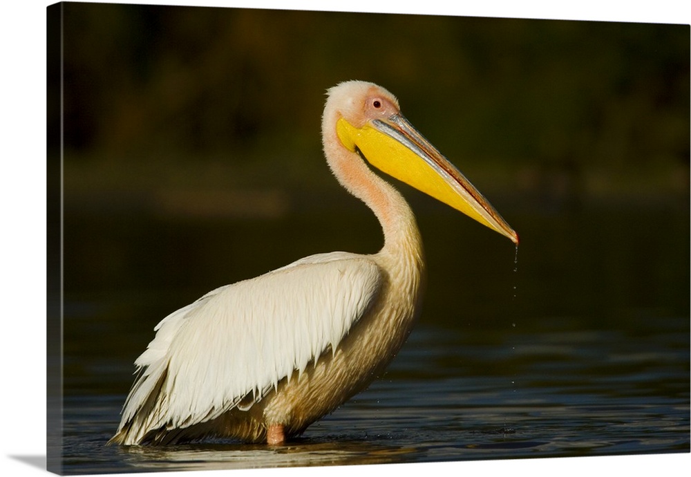 Side profile of a Great White Pelican (Pelecanus Onocrotalus) standing in water, Lake Naivasha, Kenya
