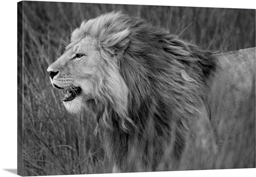 Side profile of a lion in a forest, Ngorongoro Conservation Area, Tanzania (panthera leo)