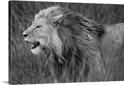 Side profile of a lion in a forest, Ngorongoro Conservation Area, Tanzania