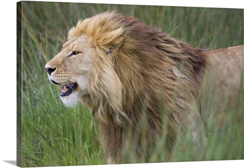 Side profile of a lion in a forest, Ngorongoro Conservation Area ...