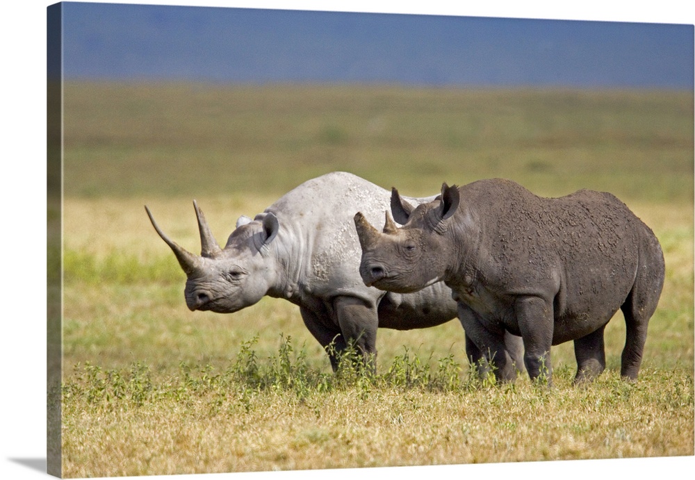 Side profile of two Black rhinoceroses standing in a field, Ngorongoro Crater, Ngorongoro Conservation Area, Tanzania (Dic...