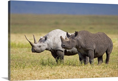 Side profile of two Black rhinoceroses standing in a field, Ngorongoro Crater, Ngorongoro Conservation Area, Tanzania (Diceros bicornis)