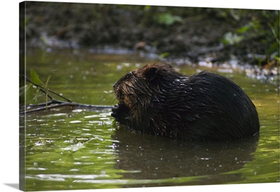 Side view of american beaver (Castor canadensis) gnawing on branch in pond, North Carolina