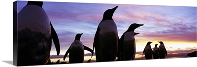 Silhouette of a group of Gentoo penguins, Falkland Islands (Pygoscelis papua)