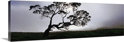 Silhouette of a Koa tree, Mauna Kea, Kamuela, Big Island, Hawaii