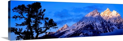 Silhouette of a Limber Pine (Pinus flexilis) in front of mountains, Cathedral Group, Teton Range, Grand Teton National Park, Wyoming