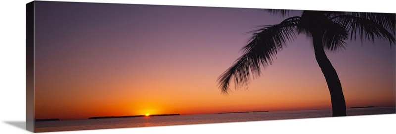 Silhouette of a palm tree at sunrise, Everglades National Park, Florida ...