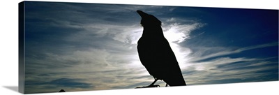 Silhouette of a raven at dusk, Yellowstone National Park, Wyoming, (Corvus corax)