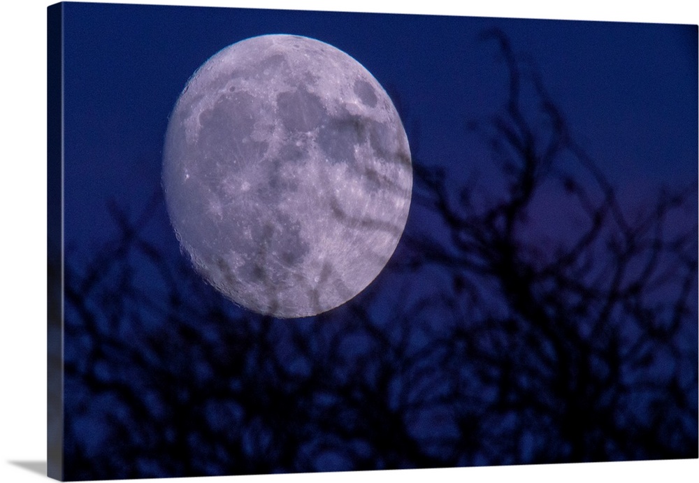 Silhouette of branches and super moon, Illinois, USA