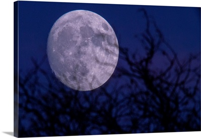 Silhouette of branches and super moon, Illinois