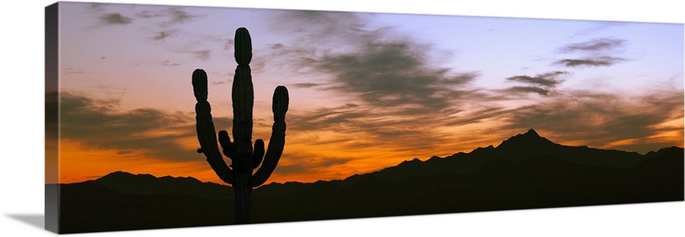 Silhouette of Cardon Cactus (Pachycereus pringlei), Cerritos, Baja California Sur, Mexico.