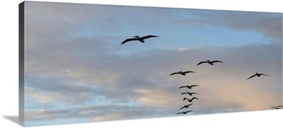 Silhouette of flock of pelicans in flight, California