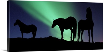 Silhouette of horses at dusk Iceland