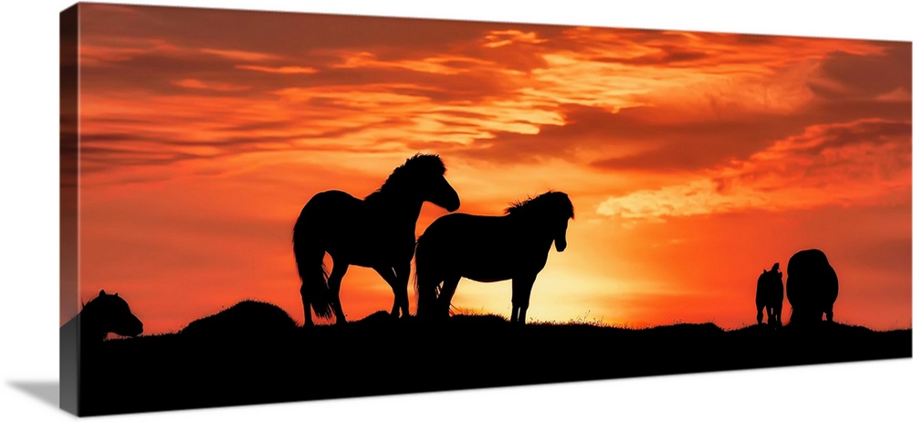 Silhouette of icelandic horses at sunset, iceland.