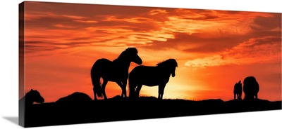 Silhouette Of Icelandic Horses At Sunset, Iceland