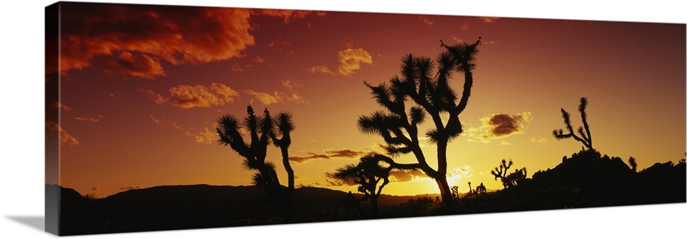 Silhouette of Joshua trees at sunset, Joshua Tree National Monument, California