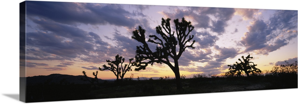 Silhouette of Joshua trees at sunset, Saddleback Buttes State Park, Lancaster, California