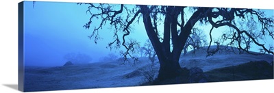 Silhouette of oaks trees, Central Coast, California