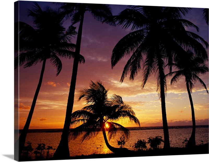 Silhouette of palm tree on the coast at sunrise, Barrier Reef, South ...