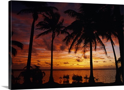 Silhouette of palm tree on the coast at sunrise, Barrier Reef, South Water Caye, Belize