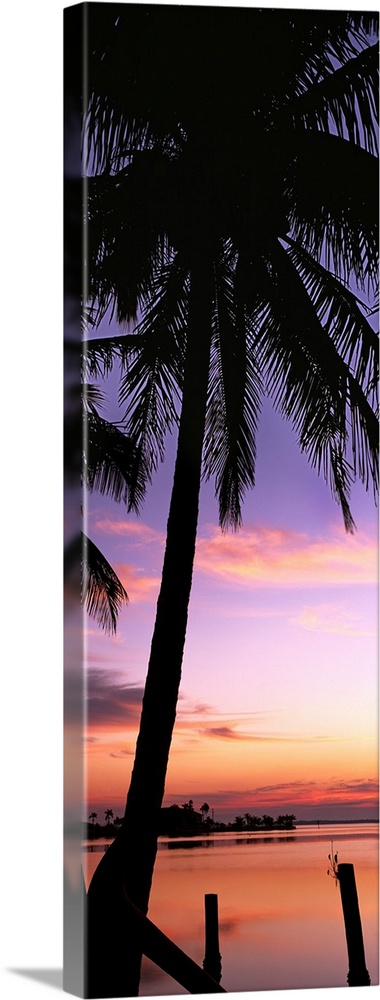 Silhouette of palm trees at dawn, Pine Island, Lee County, Florida,