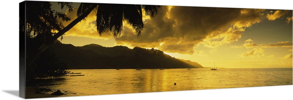 Silhouette of palm trees at dusk, Cooks Bay, Moorea, French Polynesia