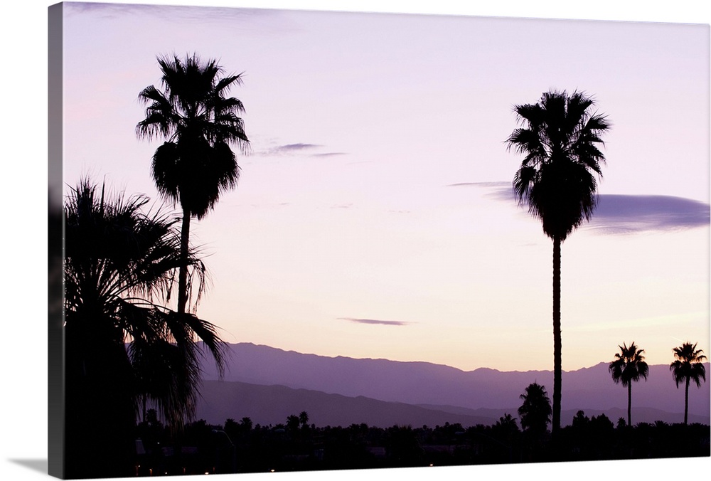 Silhouette of palm trees at dusk, Palm Springs, Riverside County, California