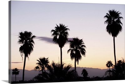 Silhouette of palm trees at dusk, Palm Springs, Riverside County, California