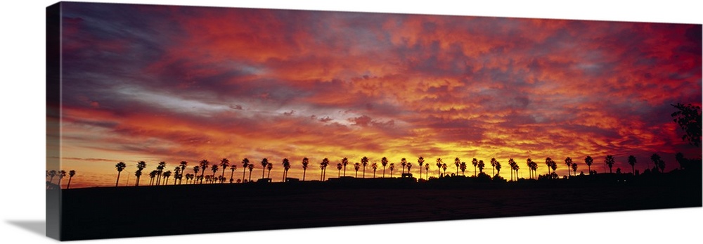 Wide angle photograph of a large line of palm trees silhouetted buy the morning sun, beneath a sky of vibrant, billowing c...