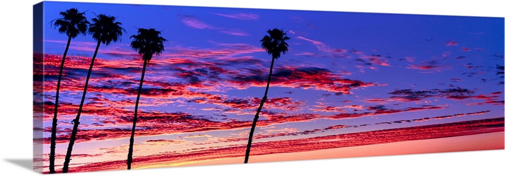 Silhouette of palm trees at sunrise, Santa Barbara, California, USA.