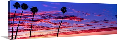 Silhouette of palm trees at sunrise, Santa Barbara, California