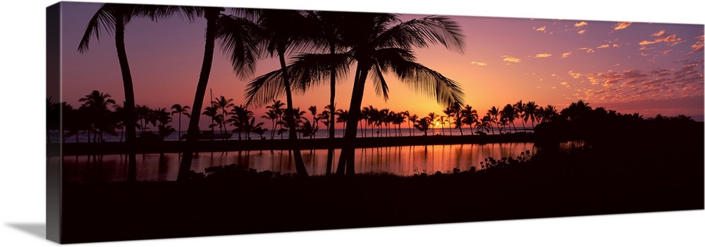Silhouette of palm trees at sunset, Anaehoomalu Bay, Waikoloa, Hawaii