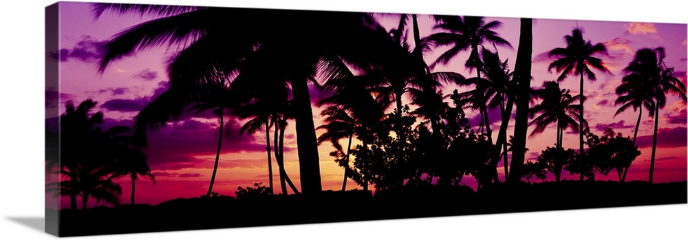 Oversized, landscape photograph of a vivid sunset in Ko Olina, Oahu, Hawaii, with the silhouettes of many palm trees in th...