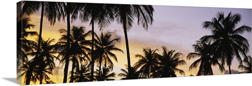 Silhouette of palm trees at sunset, Pigeon Point Beach, Tobago ...